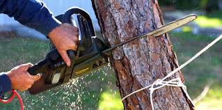 Best Tree Disease Treatment  in Wylie, TX